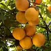 pomelo online