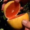comprar pomelos organicos