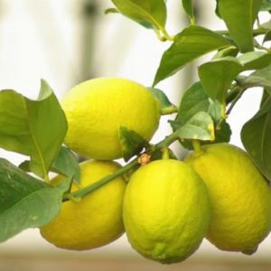 limón de cultivo orgánico