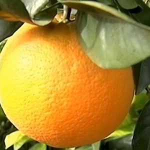 variedad navel naranja