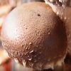 comprar setas shiitake