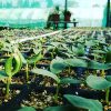 CESTA DE VERDURA ECO - Imagen 3