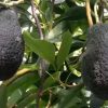 AGUACATE ECO 4,5 KG - Imagen 2