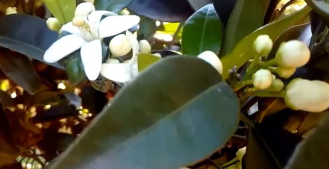 temporada de cítricos, la naranjas