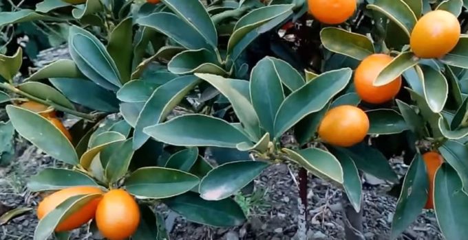 kumkuat fruta cítrica