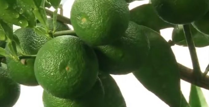 sudachi cítrico exhótico