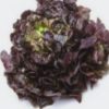 Comprar lechuga hoja e roble ecológica
