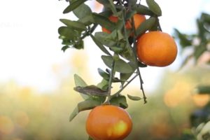 Las diferencias entre mandarina y clementina