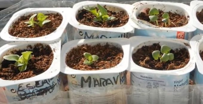 10 ideas para hacer semilleros con materiales reciclados 