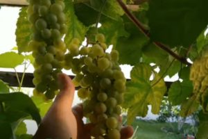 Temporada de la uva Moscatel