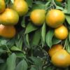mandarina ecológica okitsu
