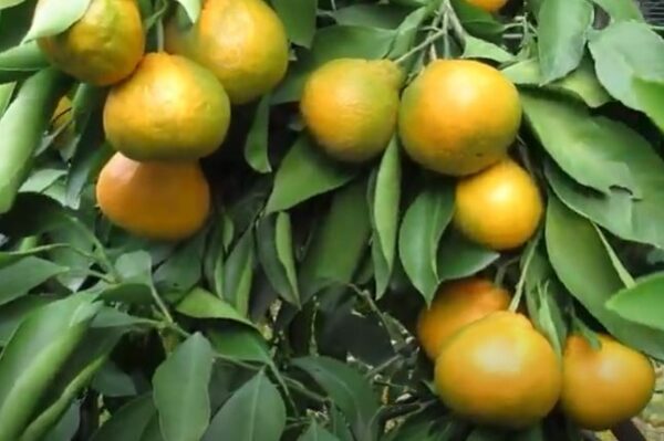 mandarina ecológica okitsu
