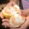 MANDARINA PRECOZ 10KG - Imagen 2