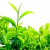 Té kukitcha ecológico