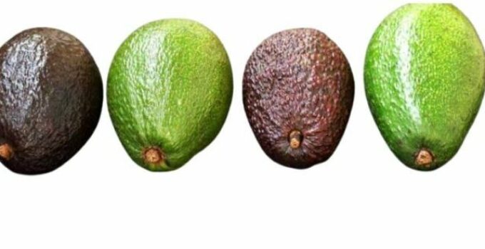 Temporada del aguacate en España