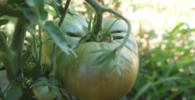 Cuantas Calorías tiene un Tomate - Guia Útil