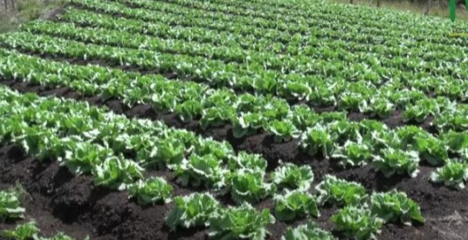 tipòs de lechuga