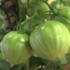 Tomate Valenciano Eco
